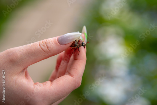 cockchafer on a female finger, soft green background. © FO_DE