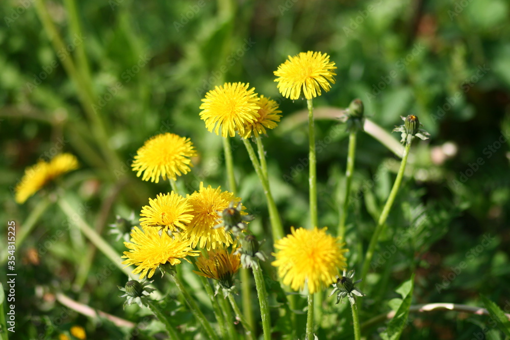 yellow dandelion flowers on a summer meadow yellow dandelion flowers on a summer meadow