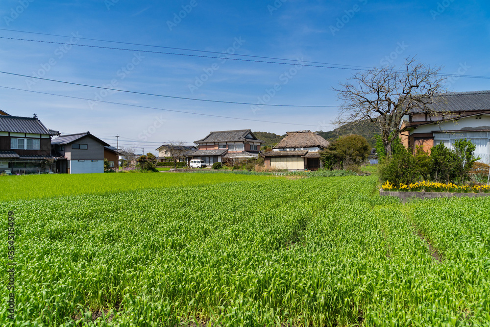 wheat fields are in rural area in Saga prefecture, JAPAN wheat fields are in rural area in Saga prefecture, JAPAN