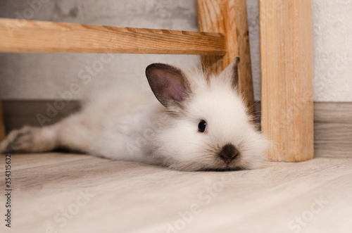 cute white fluffy little home decorative rabbit lies on the floor
