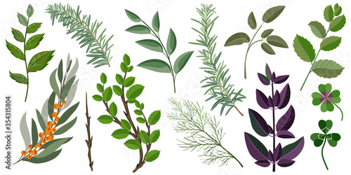 decorative herbs and branches