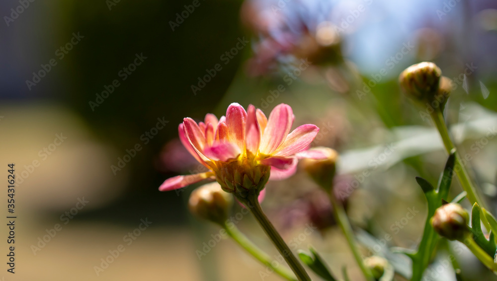 pink flower in the garden pink flower in the garden