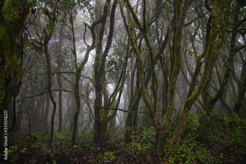 Laurel forest. Humid subtropical forest. Laurisilva of Garajonay. 
