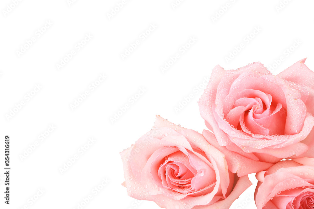 Pink roses isolated on white background. Close-up.