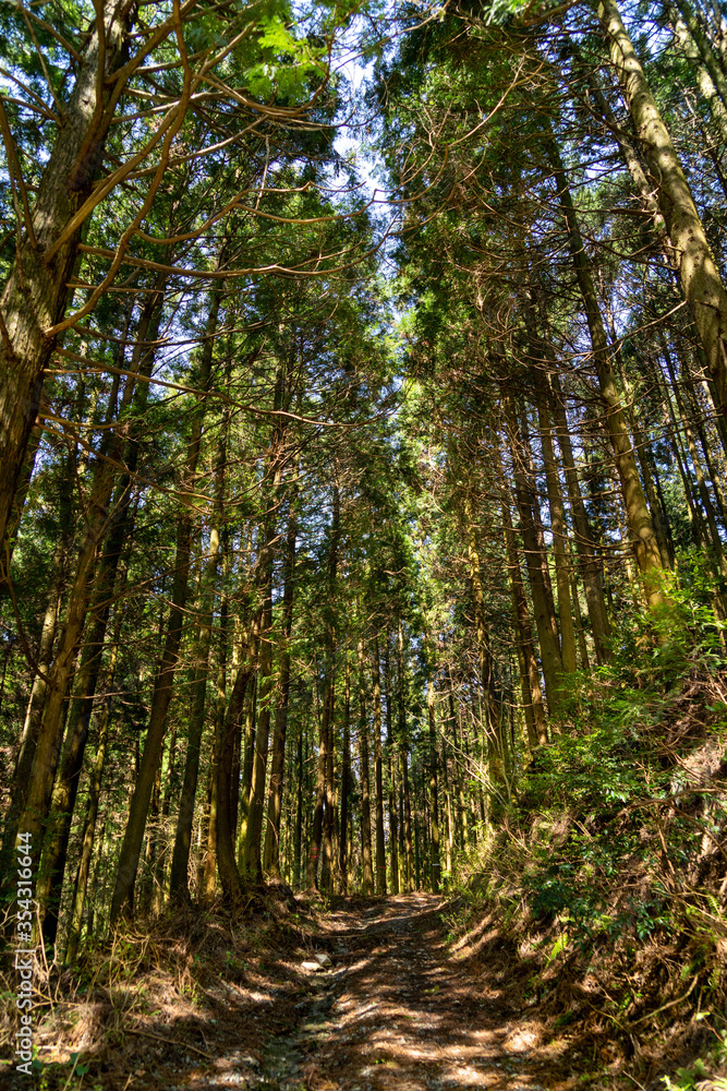 Footpath go in through a Cedar’s forest in Fukuoka prefecture, JAPAN. Footpath go in through a Cedar’s forest in Fukuoka prefecture, JAPAN.