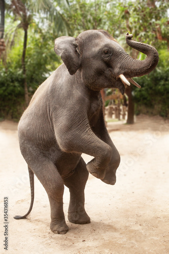 Photography Free baby elephant prancing in Thai jungle