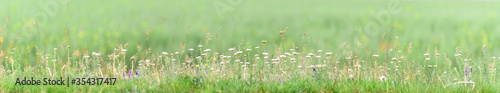 Green summer background landscape panorama with flowers on meadow. White yarrow blossom on field. Wide panoramic spring view of blooming wild flowers in meadow.