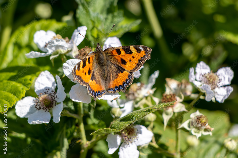 Small Tortoiseshell (Aglais urticae L.) feeding on Blackberry flowers Small Tortoiseshell (Aglais urticae L.) feeding on Blackberry flowers