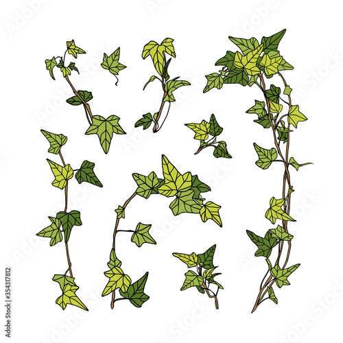Vector set of ivy leaves