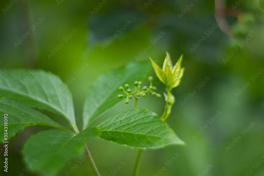 Abstract natural background of green leaves with Selective focus close up Abstract natural background of green leaves with Selective focus close up