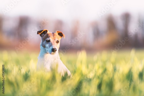 Jack russel terrier on green field. Happy Dog with serious gaze