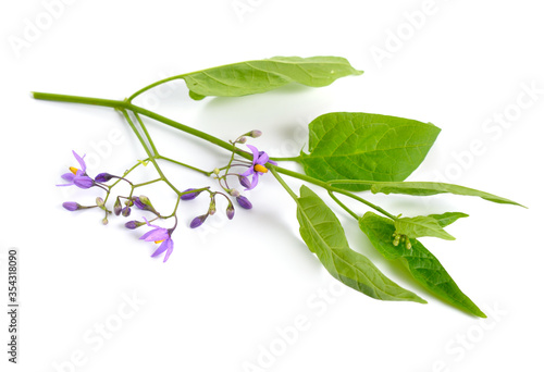 Foto Solanum dulcamara, bittersweet, bittersweet nightshade, bitter nightshade