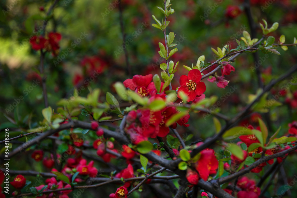 Chaenomeles japonica branches with beautiful red flowers