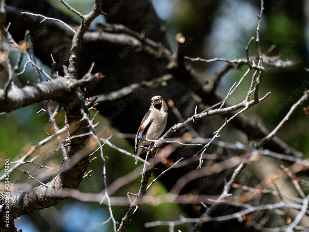 Japanese Hawfinch perched in a forest tree 4 Japanese Hawfinch perched in a forest tree 4