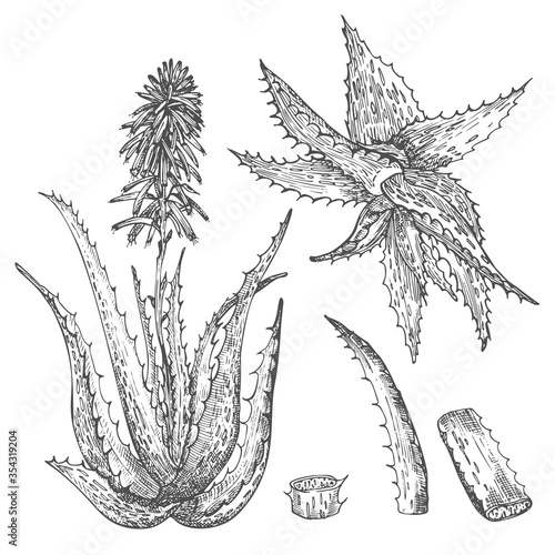 Set of Aloe vera hand drawn patterns with lives and flower in black color isolated on white background. Retro vintage graphic design Botanical sketch drawing