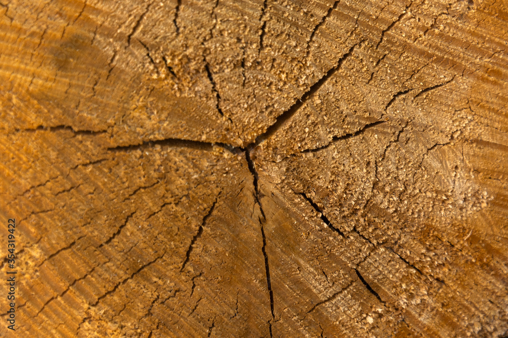 Cross section of a tree trunk close-up. Wood texture Cross section of a tree trunk close-up. Wood texture