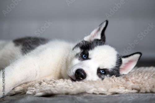 A small white dog puppy breed siberian husky with beautiful blue eyes lays on white carpet. Dogs and pet photography