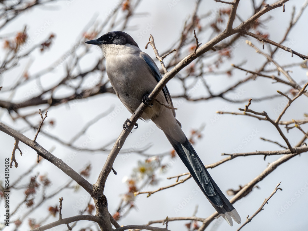 Fototapeta premium Azure-winged magpie perched in a tree 4