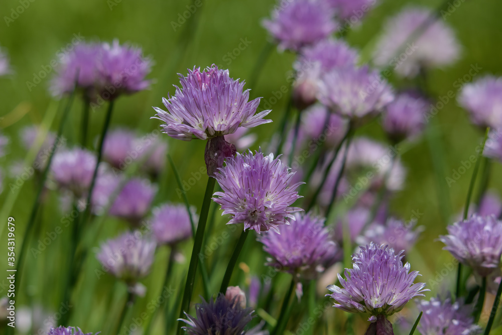 Flowers of the Chive herb. It is a species of flowering plant that produces edible leaves and flowers. Their close relatives include the onion, garlic, shallot, leek, scallion, and Chinese onion. Flowers of the Chive herb. It is a species of flowering plant that produces edible leaves and flowers. Their close relatives include the onion, garlic, shallot, leek, scallion, and Chinese onion.