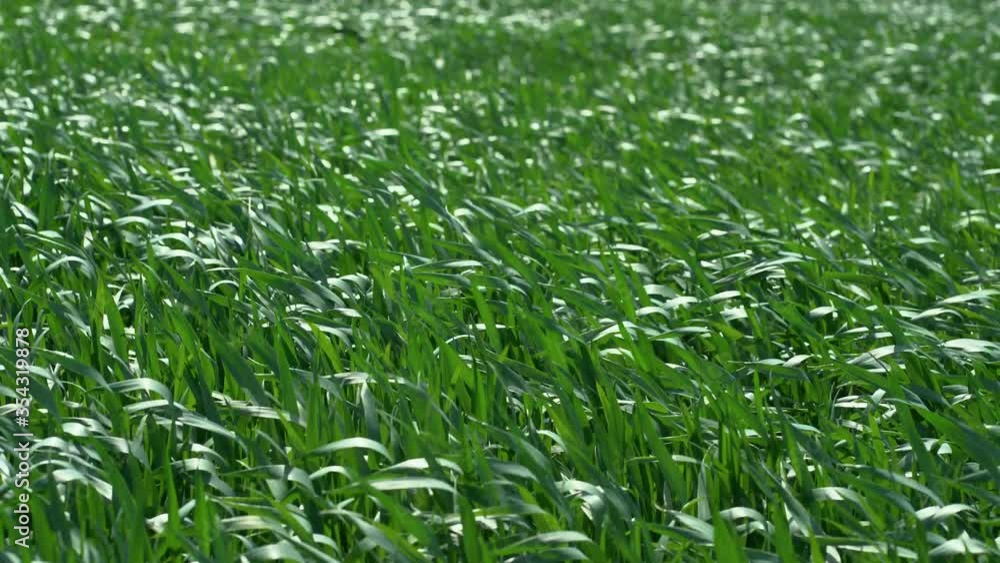 Natural meadow grass slowly swayed by wind blow. The beautiful green swaying grass field is relaxing romantic. It waving along wind breeze. Green environment concept. Natural meadow grass slowly swayed by wind blow. The beautiful green swaying grass field is relaxing romantic. It waving along wind breeze. Green environment concept.