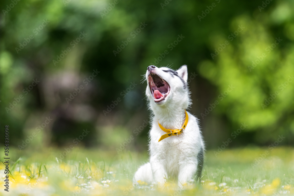A small white dog puppy breed siberian husky with open mouth in blooming spring garden. Dogs and pet photography A small white dog puppy breed siberian husky with open mouth in blooming spring garden. Dogs and pet photography