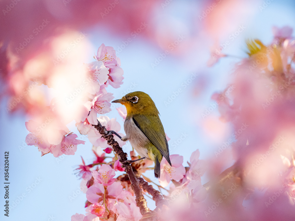 Japanese warbling white eye in cherry blossoms 5