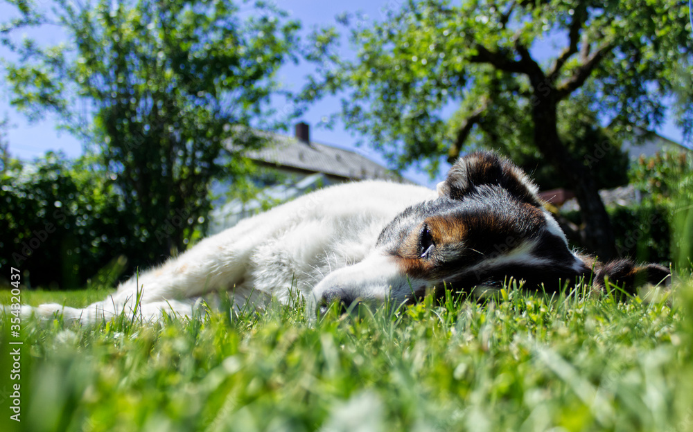 Sleeping dog in the green grass Sleeping dog in the green grass