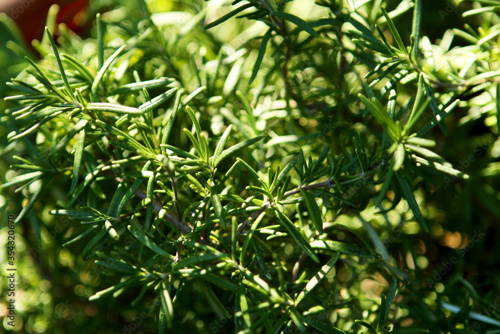 Rosemary Organic Herb Growing in Home Garden Close Up Rosemary Organic Herb Growing in Home Garden Close Up