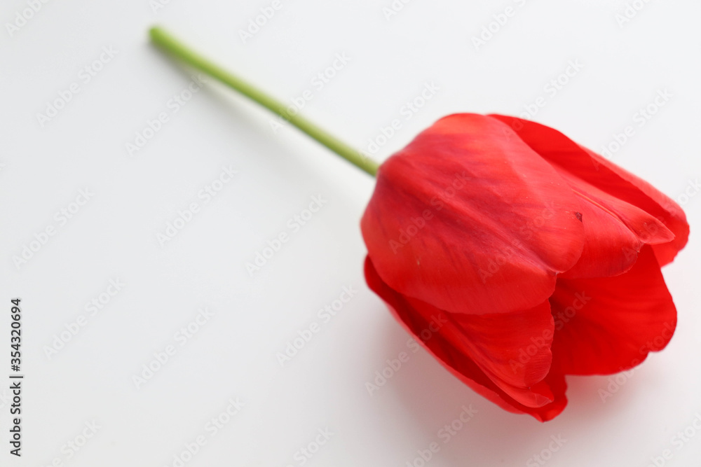 postcard mockup. bouquet of red tulips and space for text. congratulation. invitation postcard mockup. bouquet of red tulips and space for text. congratulation. invitation