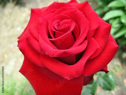 A very beautiful and bright red rose. 