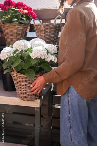 White fluffy flowers in a flower basket is held by a woman in a flower shop. Flower delivery. Flower sales. Flower market. Retail sale of flowers