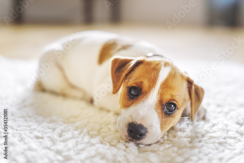 A small white dog puppy breed Jack Russel Terrier with beautiful eyes lays on white carpet. Dogs and pet photography