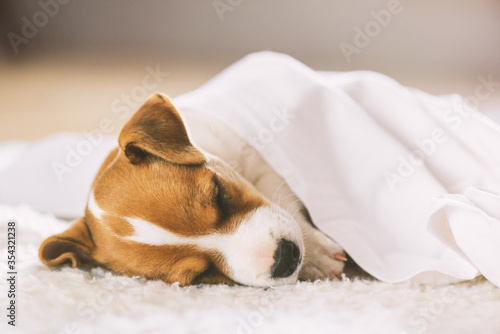 A small white dog puppy breed Jack Russel Terrier with beautiful eyes sleeping on white carpet. Dogs and pet photography
