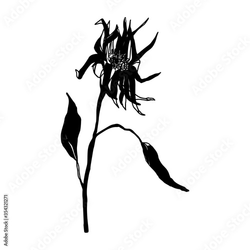 Flower hand drawn flat illustration. Botanical design elements. Vector sketch...