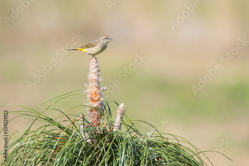 A Palm Warbler perches atop a cultivated Longleaf Pine at Brownie Wise Park in Osecola County, Florida.  Longleaf Pine is an endangered plant. photo