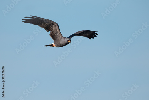 A locally-endangered Snail Kite flying through the clear blue sky at the Joe Overstreet Landing on the shores of Lake Kissimmee south of Orlando  Florida.