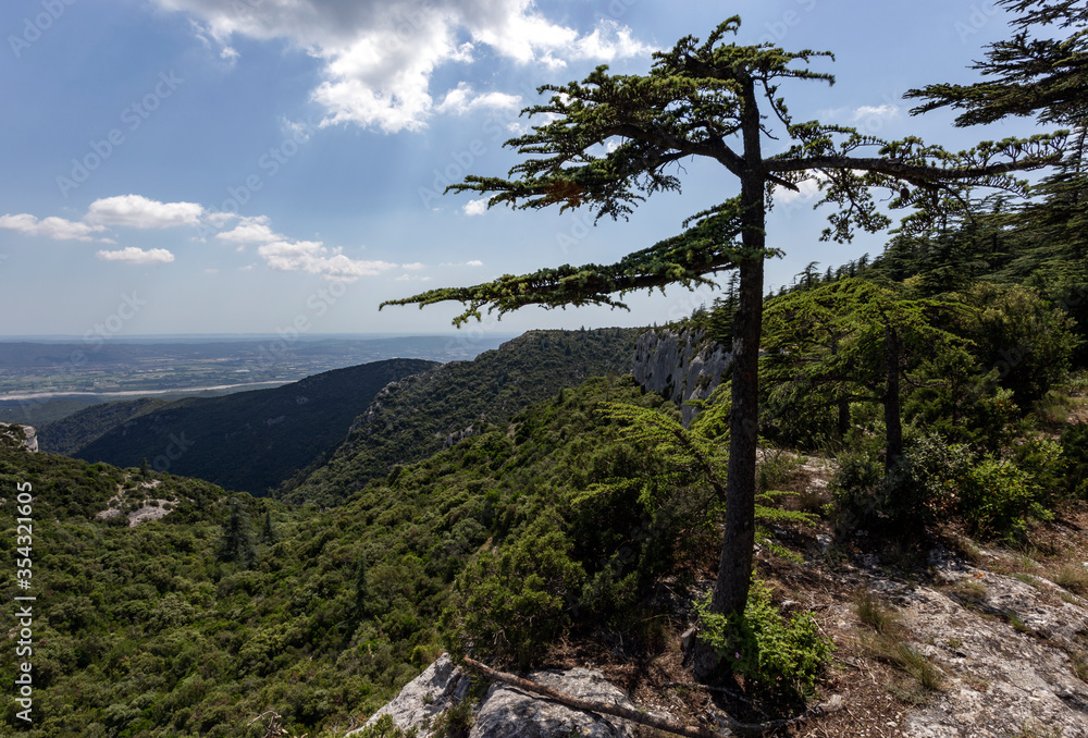 Vue vallée de la Durance et cèdre