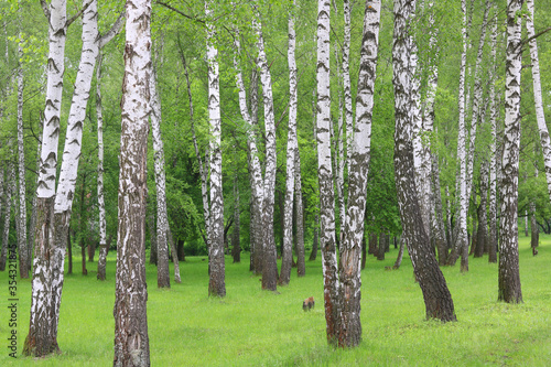 Beautiful birch trees with white birch bark in birch grove with green birch leaves in summer