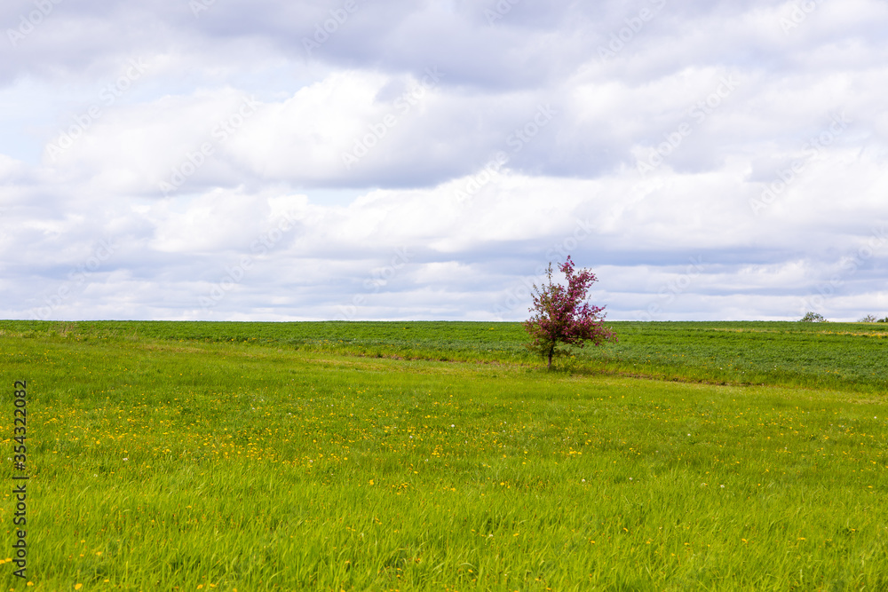 Small lone flowering crabapple tree in a grassy field with dandelion in rural area of Quebec City, Quebec, Canada Small lone flowering crabapple tree in a grassy field with dandelion in rural area of Quebec City, Quebec, Canada