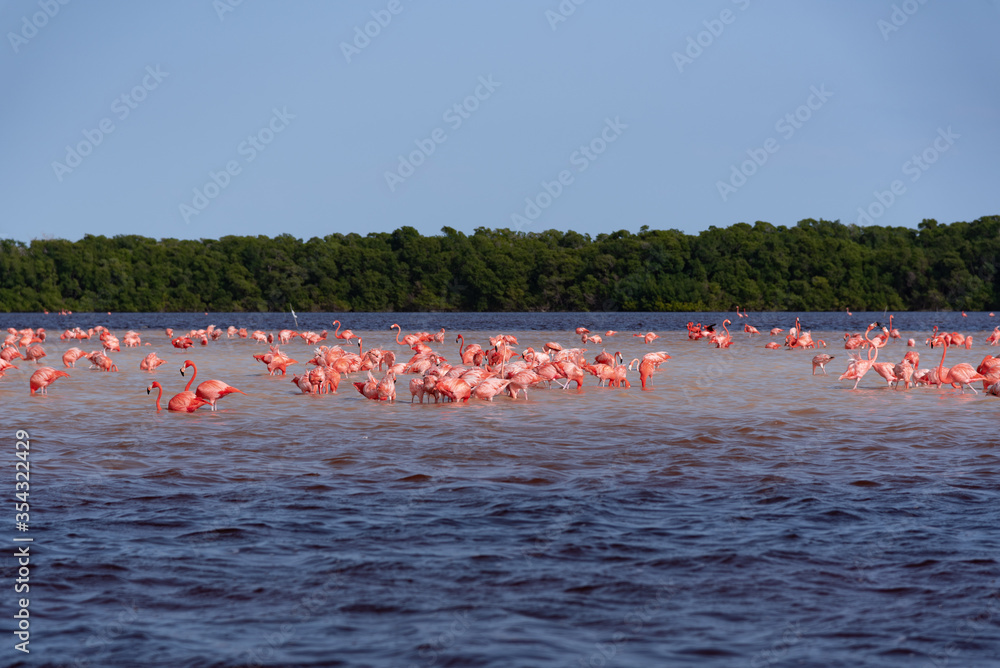Wild Flamingos/Flamingo flock standing in the river at Celestun, „Rio Lagartos Biosphere Reserve“, Yucatan, Mexico (popular travel destination, maybe after the Corona crisis)

