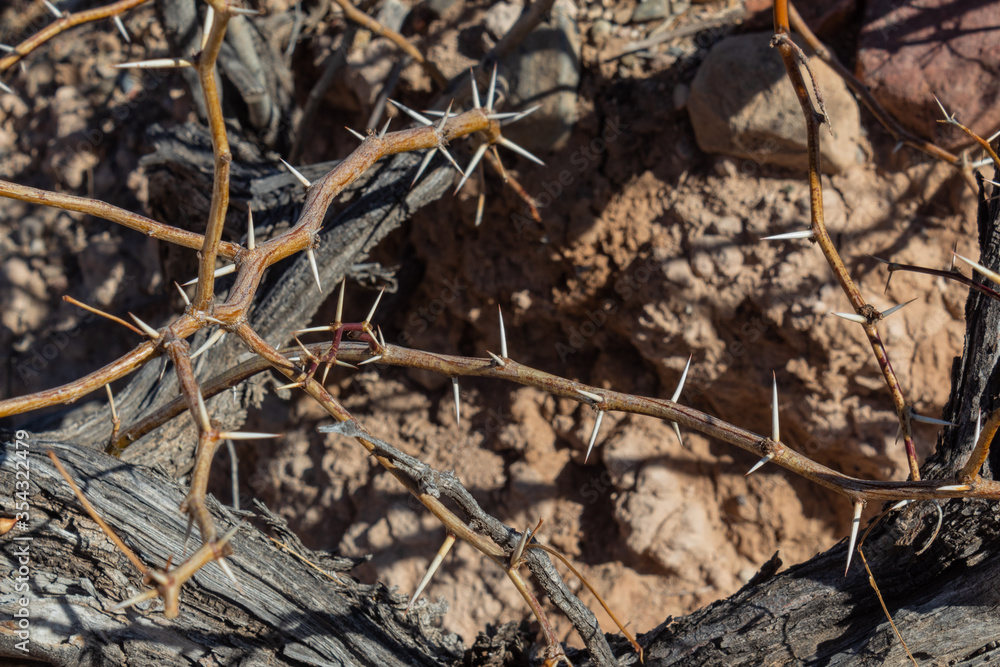 Brown background of vines and long thorns, creative copy space, horizontal aspect