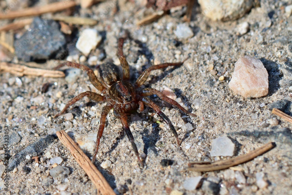 An agile and fast wolf spider on the edge of a dirt road. Close up. An agile and fast wolf spider on the edge of a dirt road. Close up.