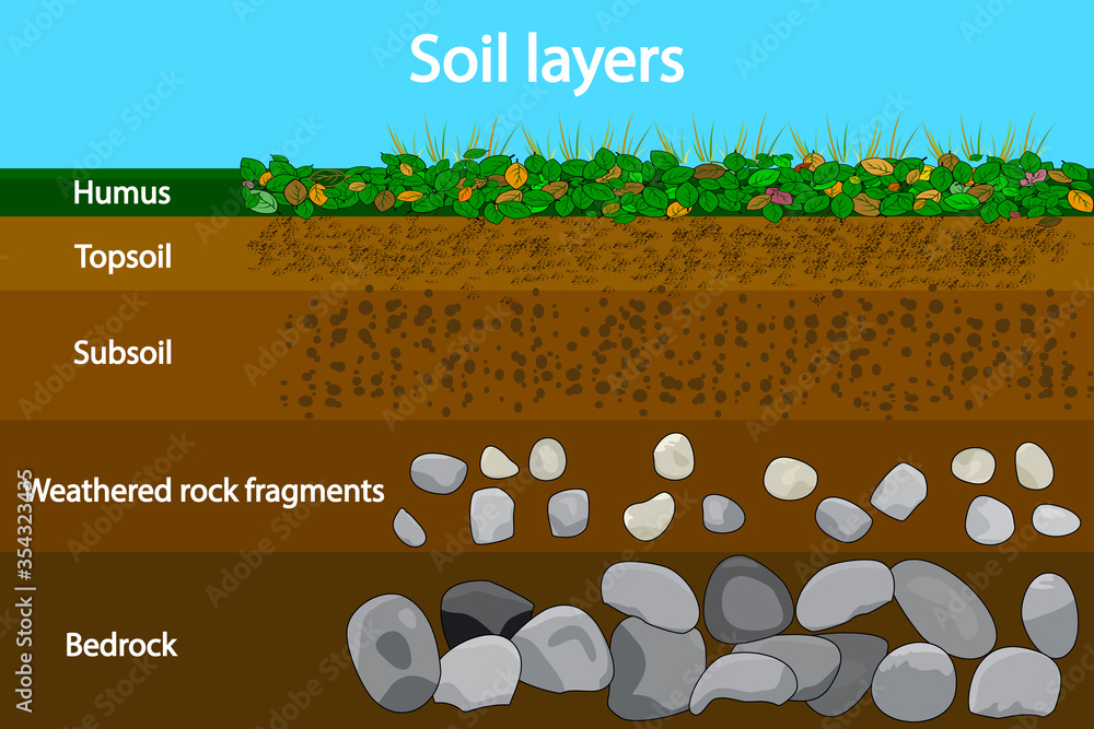 Soil layers. Diagram showing soil layers. Soil layer scheme with grass