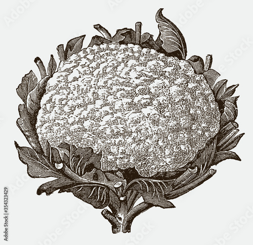 Compact cauliflower head on a stem, after a historical engraving from the early 20th century