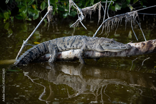A crocodile sunbathes and relaxes on a branch at the big river at Celestun, „Rio Lagartos Biosphere Reserve“, Yucatan, Mexico (popular travel destination)