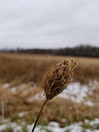 Dried Flower in a field during winter
