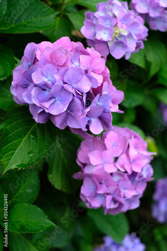 日本の東京都王子の飛鳥山で咲く　梅雨の時期の水滴がつく紫陽花の紫色の花