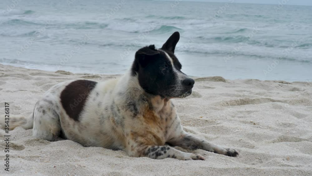 Sad or tired black white dog lie on sandy beach on sea water background. Summertime and turquoise sea waves Sad or tired black white dog lie on sandy beach on sea water background. Summertime and turquoise sea waves