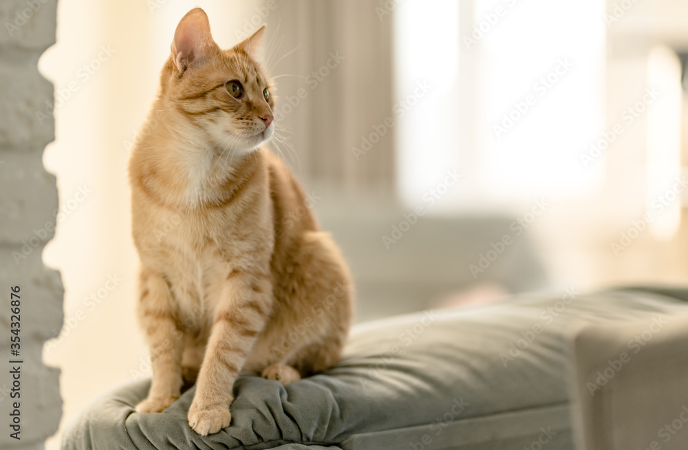 custom made wallpaper toronto digitalPortrait of a pretty domestic ginger tabby cat is sitting on a sofa. Concept Love and Care, home comfort and friendship pets