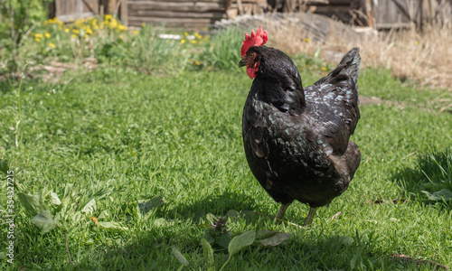 Close up of black chicken on a farm in nature. Hen in a free throw farm. Hen walk in the yard of the farm. The concept of rural life. Agriculture. Country life